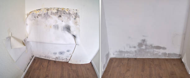 Best Mold Removal Company Near Me  in Pompton Plains, NJ